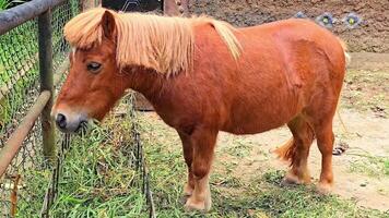 brown shetland breed pony horse in the ranch standing up with the environment and its surrounding, Good for multimedia content video