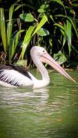 wonderful bird Pelicans, this bird with the latin name Pelecanus conspicillatuas has a pouched beak, and that is its characteristic, among other birds, pelicans have the longest beaks video