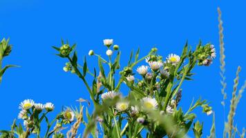 Green plants with a blue background for editing and removing the blue background, followed by obtaining an alpha channel. Green tree branches sway in the warm wind. video
