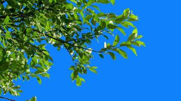 Green plants with a blue background for editing and removing the blue background, followed by obtaining an alpha channel. Green tree branches sway in the warm wind. video