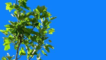 Green plants with a blue background for editing and removing the blue background, followed by obtaining an alpha channel. Green tree branches sway in the warm wind. video