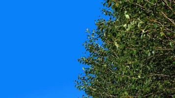 Green plants with a blue background for editing and removing the blue background, followed by obtaining an alpha channel. Green tree branches sway in the warm wind. video