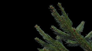 A branch of pine cones on a transparent background sways in the soft wind. Autumn landscape. Coniferous tree isolated. video