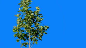 Green plants with a blue background for editing and removing the blue background, followed by obtaining an alpha channel. Green tree branches sway in the warm wind. video