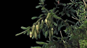 A branch of pine cones on a transparent background sways in the soft wind. Autumn landscape. Coniferous tree isolated. video
