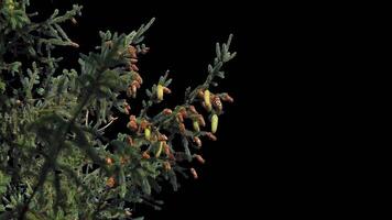 A branch of pine cones on a transparent background sways in the soft wind. Autumn landscape. Coniferous tree isolated. video
