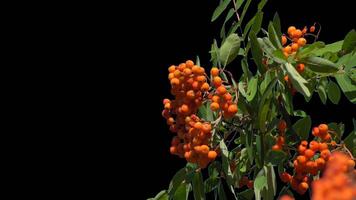 Bunches of mountain ash hang on a green branch in autumn on a transparent background. video