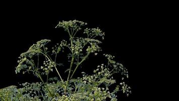 Isolated plants with alpha channel. Alpha channel plant tree with a transparent background for overlaying other images during installation video