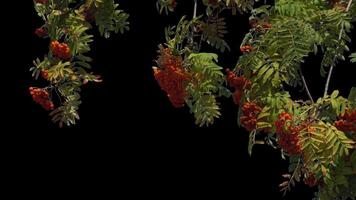 Bunches of mountain ash hang on a green branch in autumn on a transparent background. video