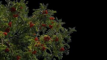 Bunches of mountain ash hang on a green branch in autumn on a transparent background. video
