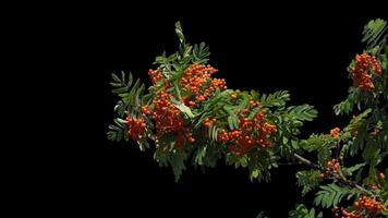 Bunches of mountain ash hang on a green branch in autumn on a transparent background. video