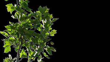 Isolated plants with alpha channel. Alpha channel plant tree with a transparent background for overlaying other images during installation video