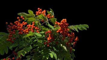 Bunches of mountain ash hang on a green branch in autumn on a transparent background. video