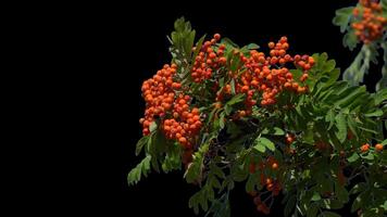 Bunches of mountain ash hang on a green branch in autumn on a transparent background. video