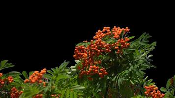 Bunches of mountain ash hang on a green branch in autumn on a transparent background. video