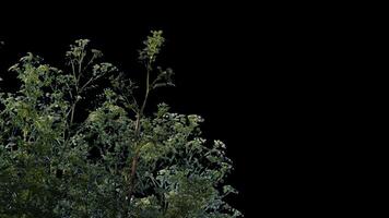 Isolated plants with alpha channel. Alpha channel plant tree with a transparent background for overlaying other images during installation video