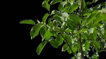 Alpha channel plant tree with a transparent background for overlaying other images during installation video