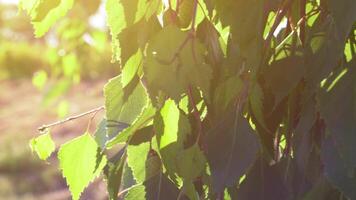 Sun Rays Breaking Through Green Foliage and Branches of Trees in the Forest on a Summer Day. Static Racking Focus Shot video