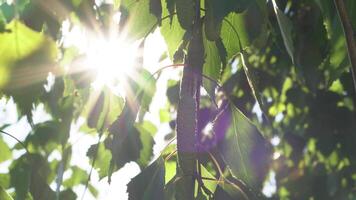 Sun Rays Breaking Through Green Foliage and Branches of Trees in the Forest on a Summer Day. Static Racking Focus Shot video