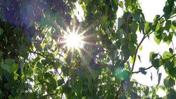 Sun Rays Breaking Through Green Foliage and Branches of Trees in the Forest on a Summer Day. Static Racking Focus Shot video