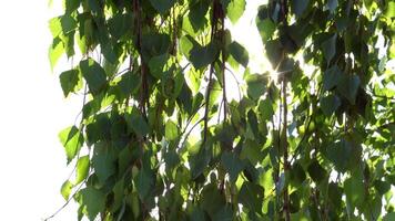 Sun Rays Breaking Through Green Foliage and Branches of Trees in the Forest on a Summer Day. Static Racking Focus Shot video