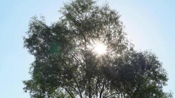 Sun Rays Breaking Through Green Foliage and Branches of Trees in the Forest on a Summer Day. Static Racking Focus Shot video