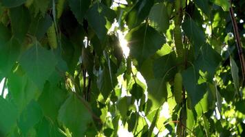 Sun Rays Breaking Through Green Foliage and Branches of Trees in the Forest on a Summer Day. Static Racking Focus Shot video