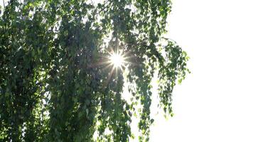 Sun Rays Breaking Through Green Foliage and Branches of Trees in the Forest on a Summer Day. Static Racking Focus Shot video