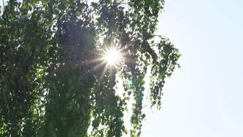 Sun Rays Breaking Through Green Foliage and Branches of Trees in the Forest on a Summer Day. Static Racking Focus Shot video