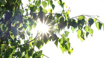 Sun Rays Breaking Through Green Foliage and Branches of Trees in the Forest on a Summer Day. Static Racking Focus Shot video