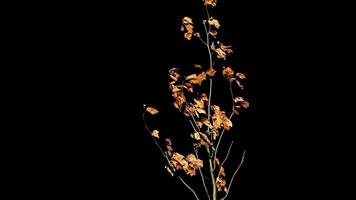 Isolated plants with alpha channel. Alpha channel plant tree with a transparent background for overlaying other images during installation video