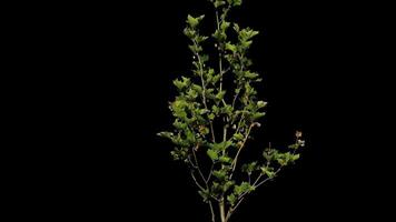 Isolated plants with alpha channel. Alpha channel plant tree with a transparent background for overlaying other images during installation video