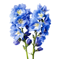 Delphinium flower isolated on transparent background png