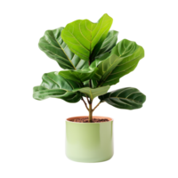Fiddle Leaf Fig plant in a pot isolated on transparent background png
