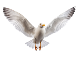 Flying Seagull isolated on transparent background png