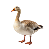 goose isolated on transparent background png