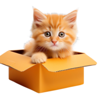 kitten sit in an orange box isolated on transparent background png