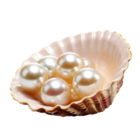 pearl in a shell isolated on transparent background png