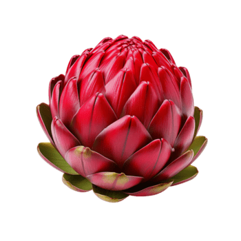 Red artichoke isolated on transparent background png