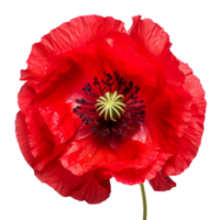red poppy flower isolated on transparent background png