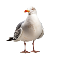 Seagull isolated on transparent background png