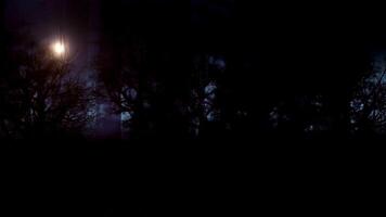 Silhouettes of trees against a dark sky with a moon shining through the branches. Ideal for naturethemed designs and nighttime scenes in various creative projects. video