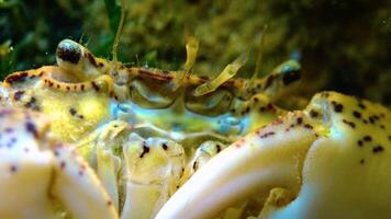 Black Sea, Invasive crab, invader Rhithropanopeus harrisii Zuiderzee crab, dwarf crab, estuarine mud crab video