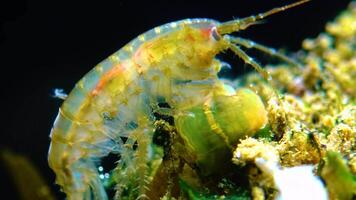 Small crustacean Gammarus, caught by a small Actinia - an invader in the Black Sea Diadumene lineta video