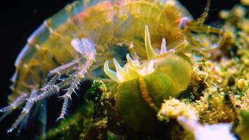 Small crustacean Gammarus, caught by a small Actinia - an invader in the Black Sea Diadumene lineta video