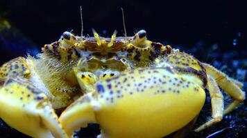 Black Sea, Invasive crab, invader Rhithropanopeus harrisii Zuiderzee crab, dwarf crab, estuarine mud crab video