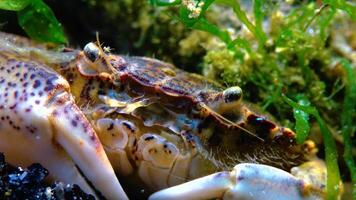 Black Sea, Invasive crab, invader Rhithropanopeus harrisii -Zuiderzee crab, dwarf crab, estuarine mud crab video