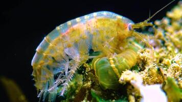 Small crustacean Gammarus, caught by a small Actinia - an invader in the Black Sea Diadumene lineta video