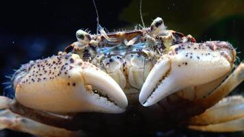 Black Sea, Invasive crab, invader Rhithropanopeus harrisii Zuiderzee crab, dwarf crab, estuarine mud crab video