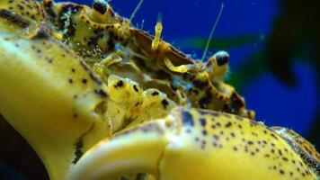 Black Sea, Invasive crab, invader Rhithropanopeus harrisii Zuiderzee crab, dwarf crab, estuarine mud crab video
